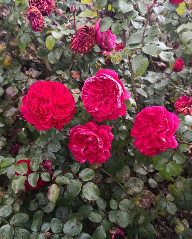 丽江花花色玫瑰庄园旅行图片 4