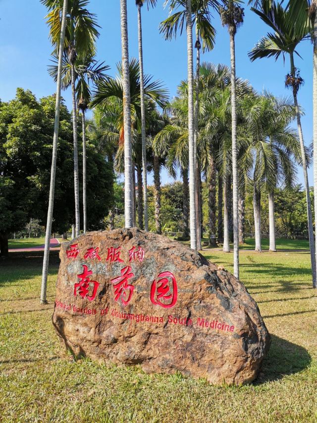 西双版纳南药园旅行图片 1