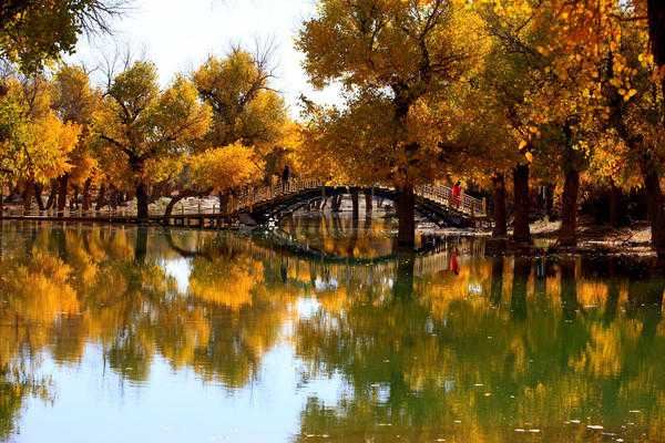 胡杨林旅行图片 3