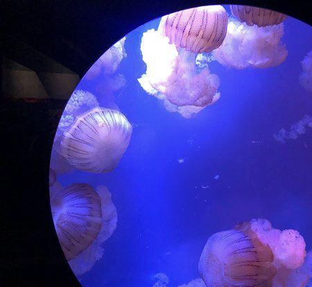 Birch Aquarium at Scripps