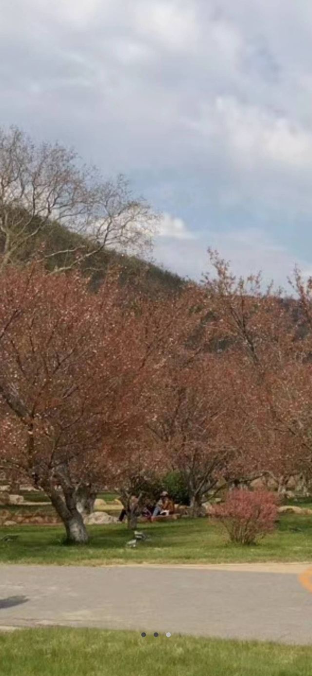 樱花园旅行图片 4