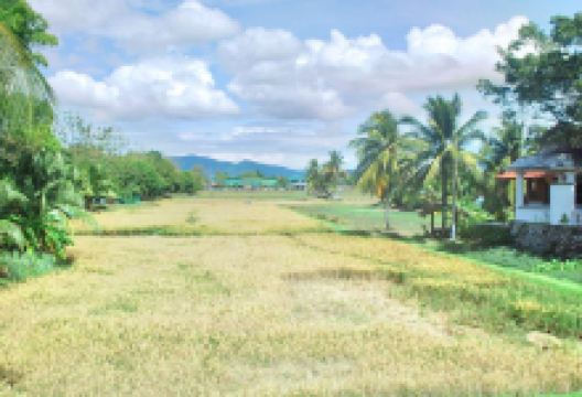 稻米博物馆景点图片