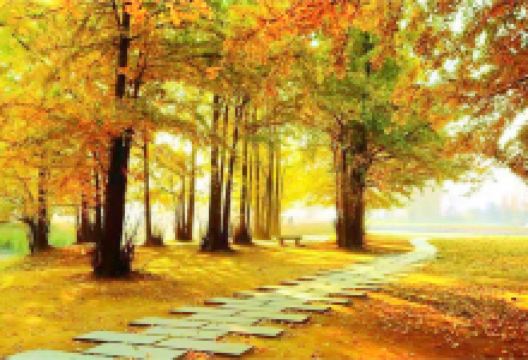 中华银杏花朝园景点图片