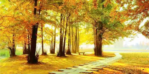 中華銀杏花朝園