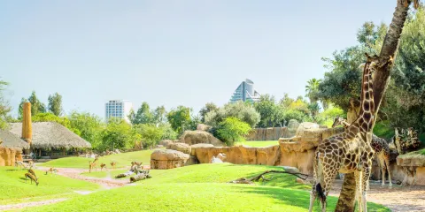 瓦倫西亞動物園