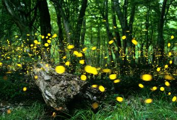 菲律宾薄荷岛夜观萤火虫浪漫追寻之旅【乘坐特色螃蟹船游红树林，观浪漫萤火虫，走进梦幻萤火虫世界！】