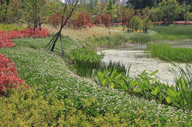昆山市城市生态森林公园旅行图片 1