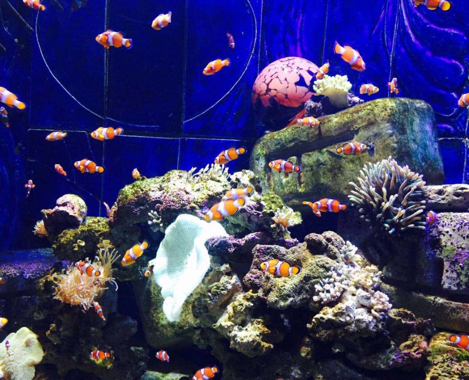 雅居水族馆