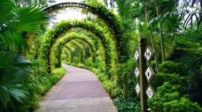 新加坡植物园-新加坡-小思文