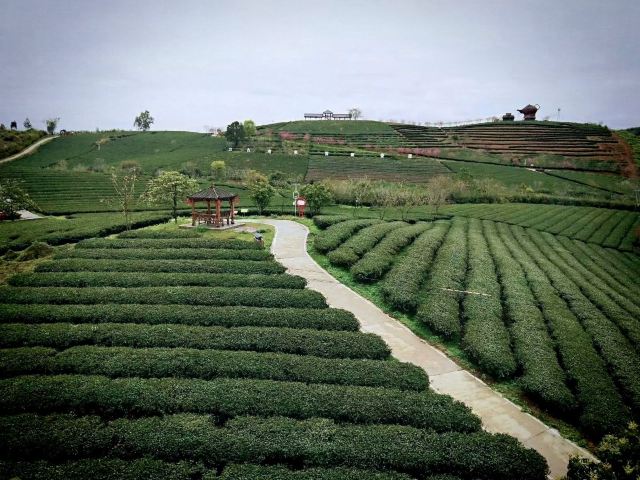 大明山万古茶园旅行图片 1