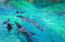 海豚园-新加坡-小思文