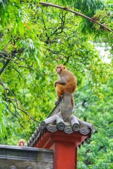 黔灵山公园-贵阳-轻轻的一个蚊