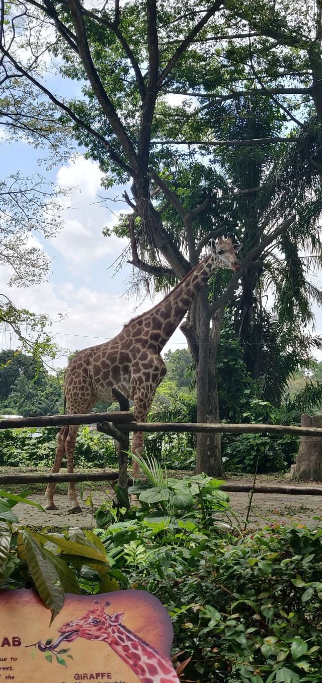 Singapore Zoo