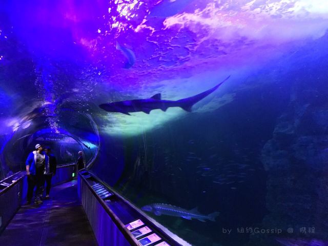 海灣水族館