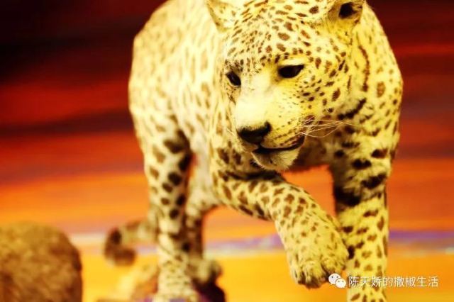 Natural History Museum of Geneva