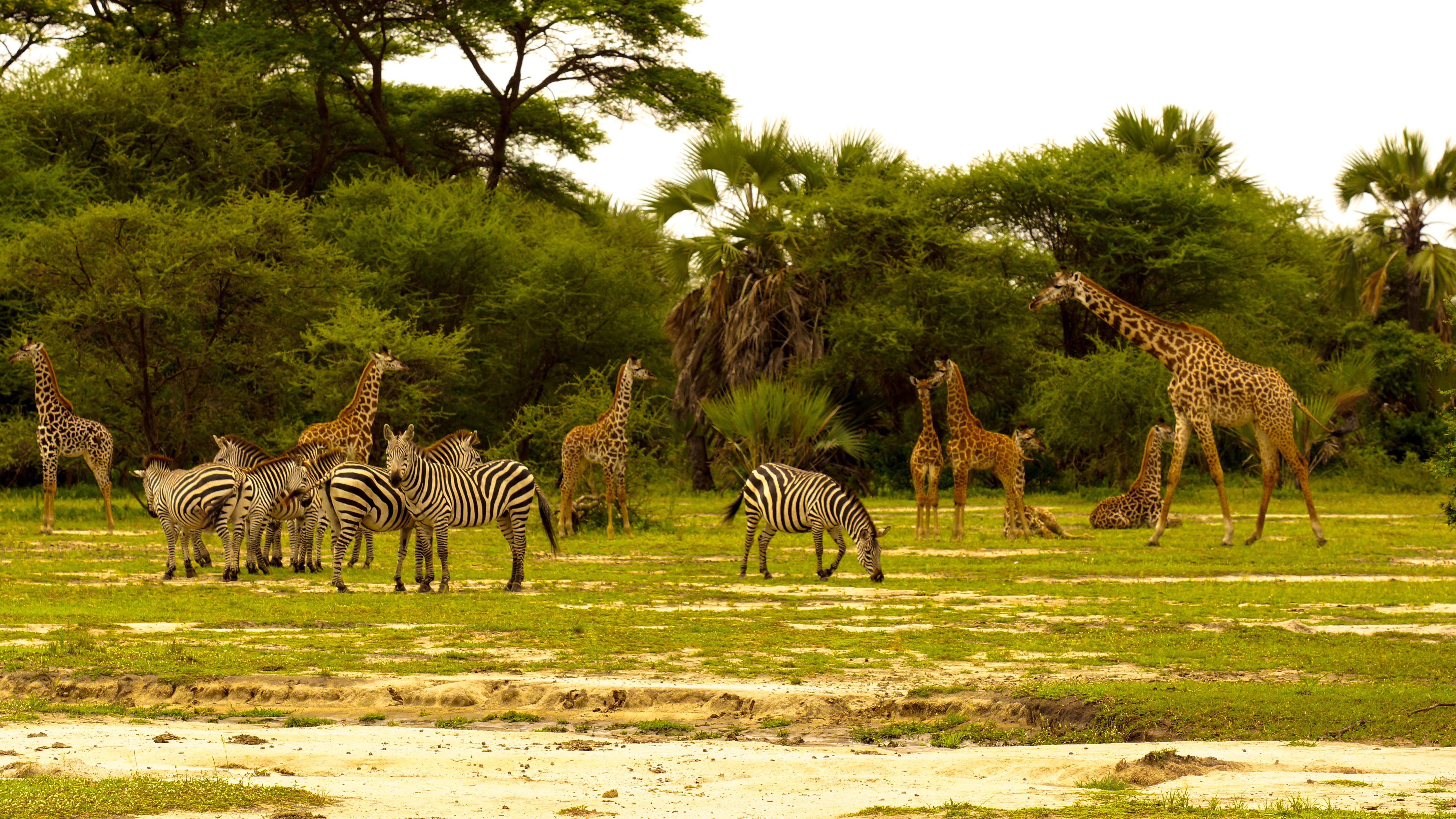 塔兰吉雷公园，园内有550家以上的物种,大群的大象、斑马、角马、绢羚、大角斑羚、长角羚、水羚、小捻角