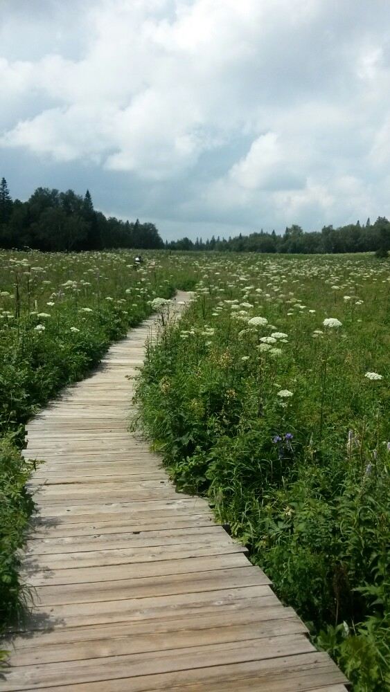 West Slope of Changbai Mountain Scenic Area