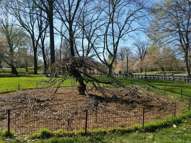Central Park