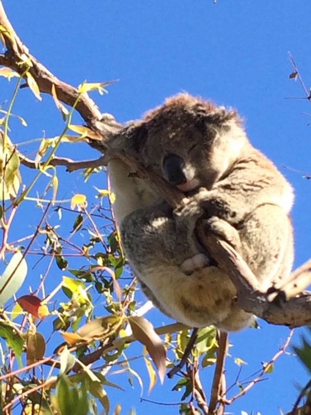 Koala Park Sanctuary Attractions We 60 Sydney Travel Review