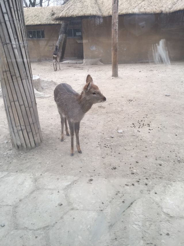 Beijing Zoo