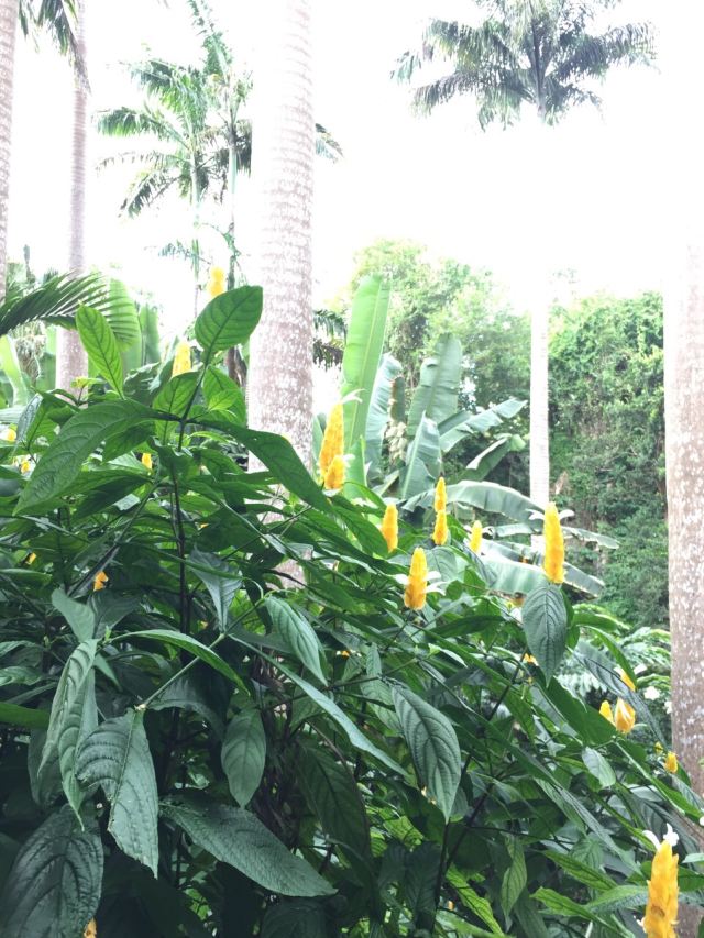 Hunte's Gardens