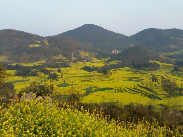 Luoping Canola Flower Ocean