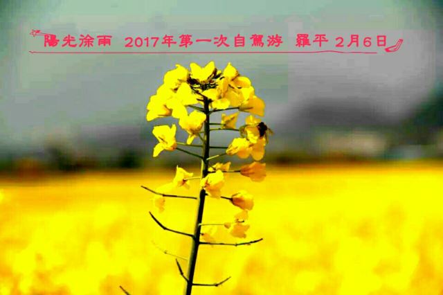 Luoping Canola Flower Ocean