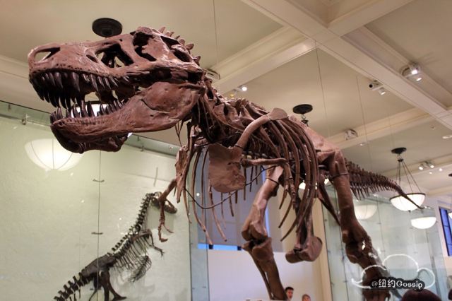 American Museum of Natural History