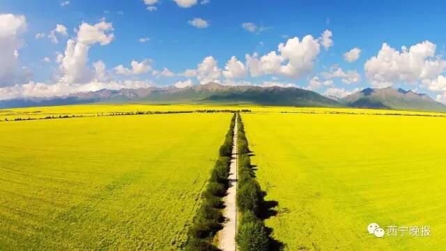 青海门源的万里油菜花海