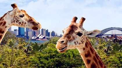 澳大利亚悉尼悉尼港轮渡+塔龙加动物园一日游