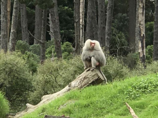Auckland Zoo