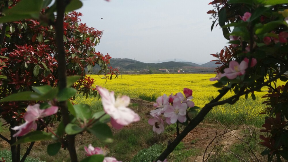 油菜花