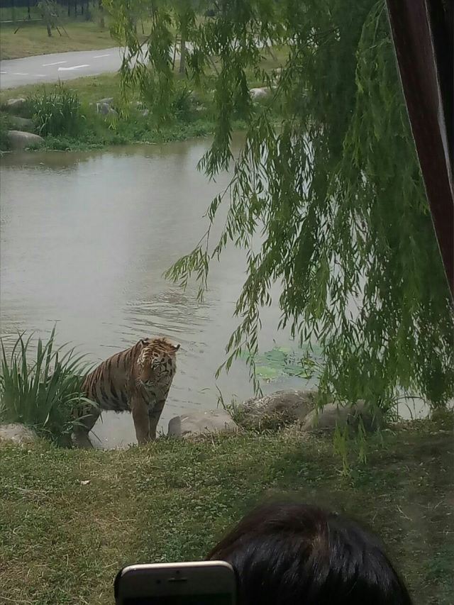 Shanghai Wild Animal Park