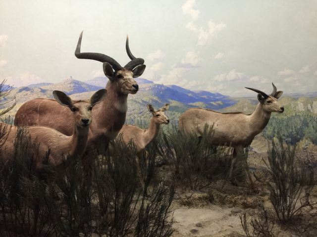 American Museum of Natural History