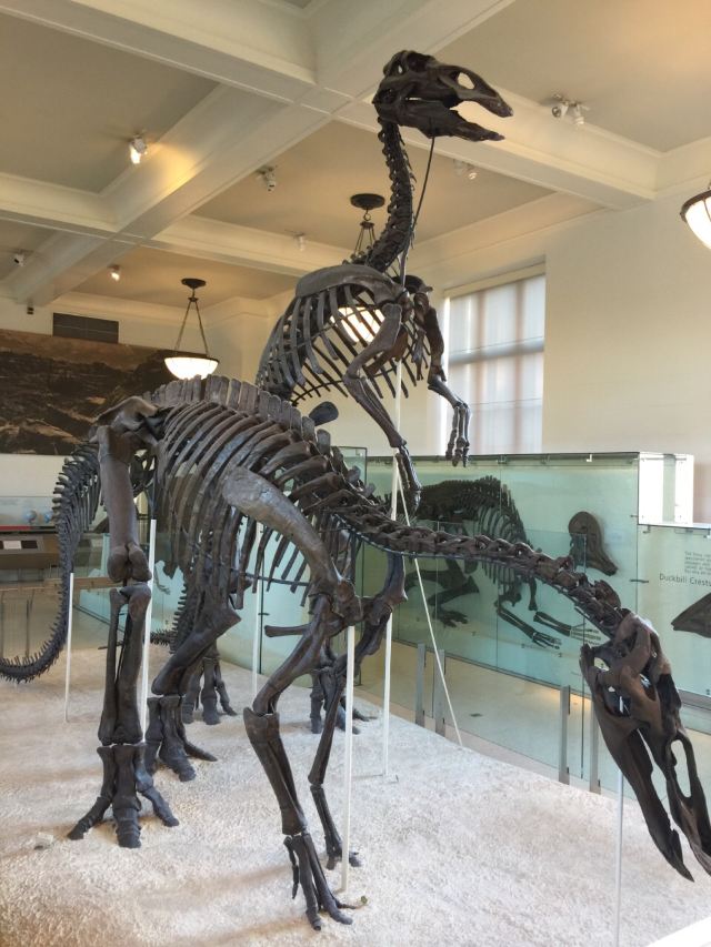 American Museum of Natural History