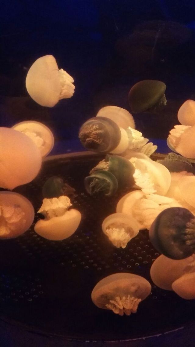 Kunming Huadu Ocean World