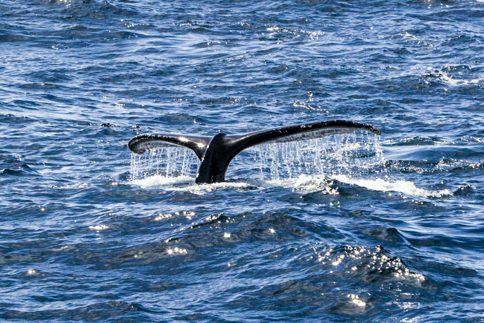 德雷克海峡偶遇座头鲸