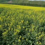 请问六月底北极村和阿里河的气温,穿什么衣服