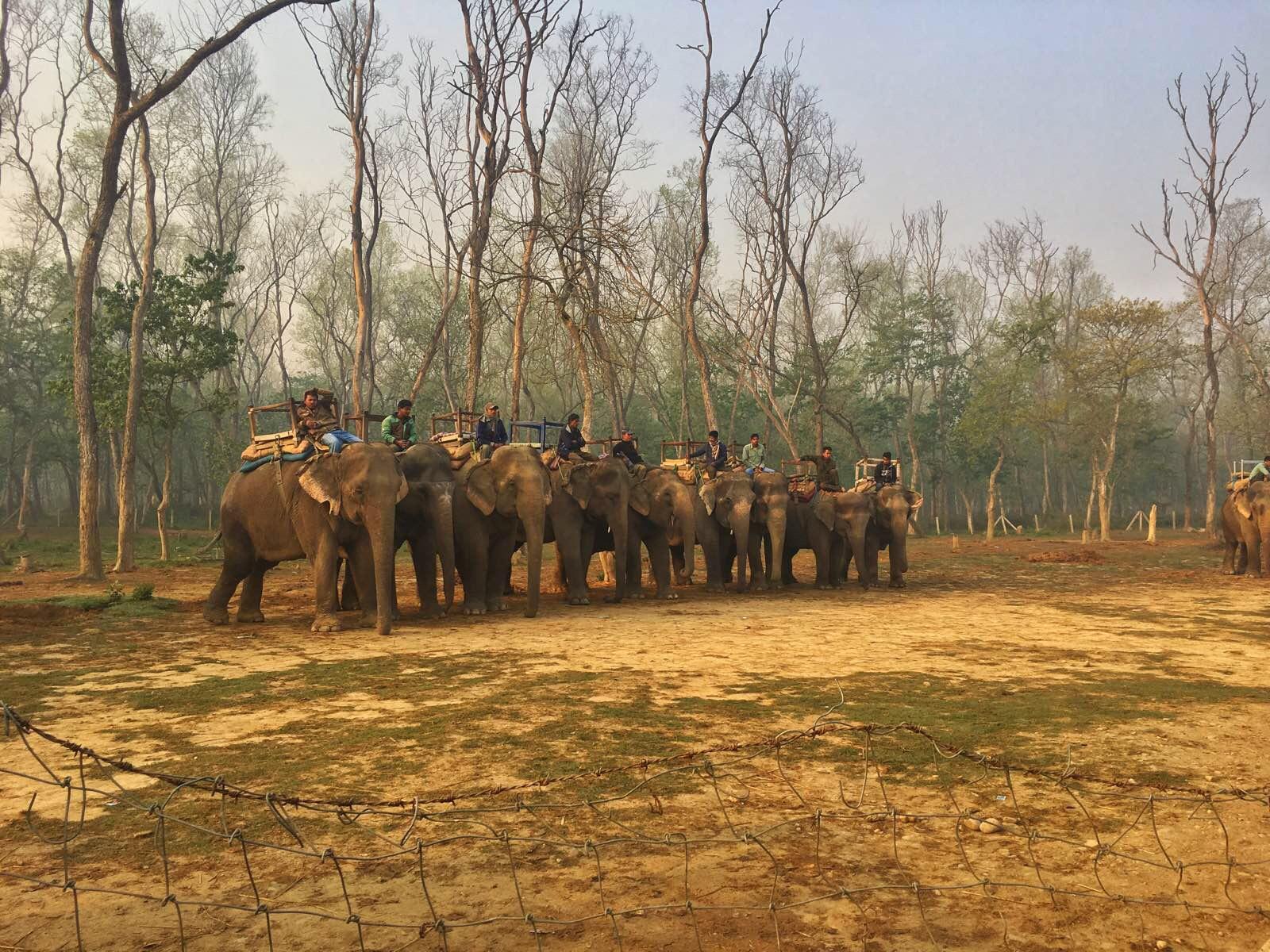 尼泊尔游记-野生动物园骑大象