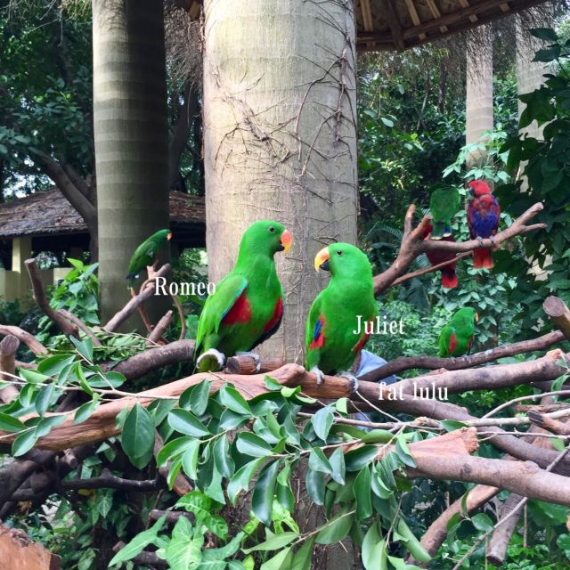 Chimelong Bird Park
