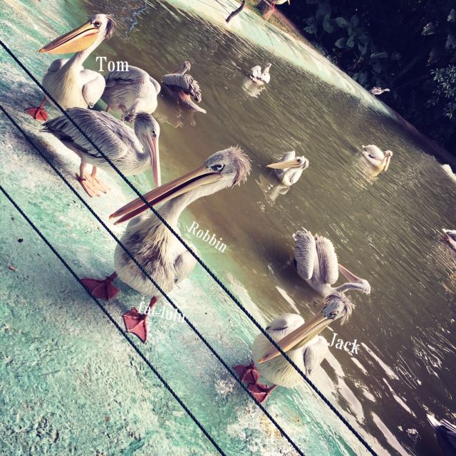 Chimelong Bird Park