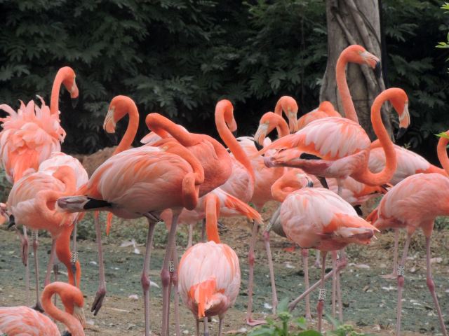 Chimelong Bird Park