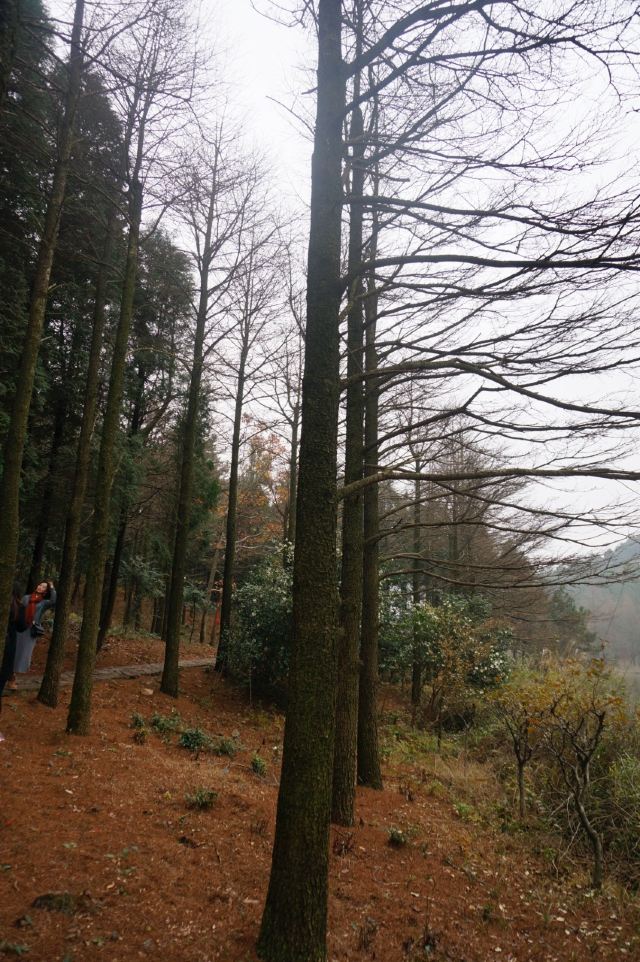 쓰밍산 국립삼림공원