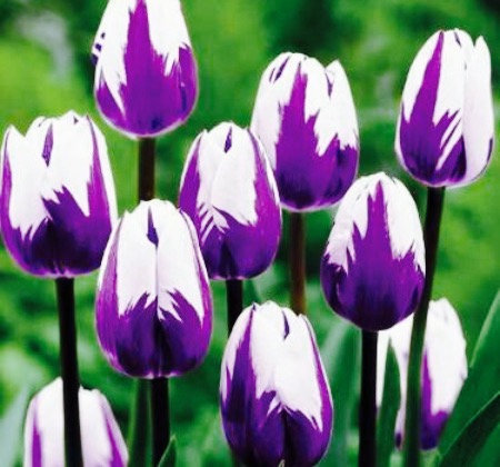 Eiscafe Vivaldi餐厅图片