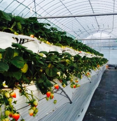 林檎と葡萄の樹