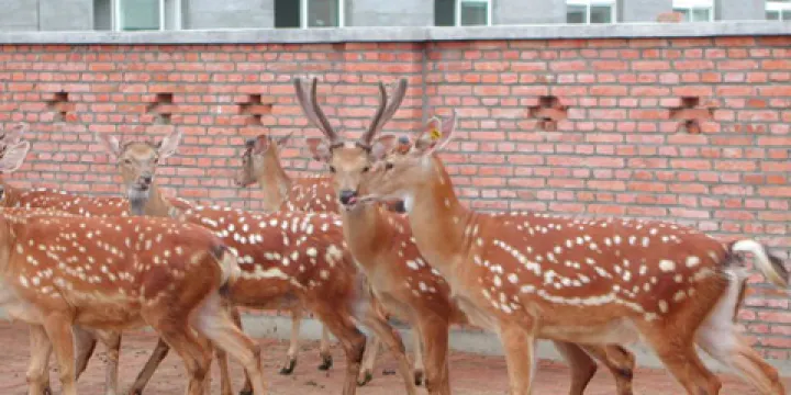 凈月潭國家級風景名勝區-鹿苑