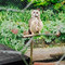 The Golden Pheasant