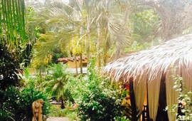Caribbean Coconut - Restaurant & Bar