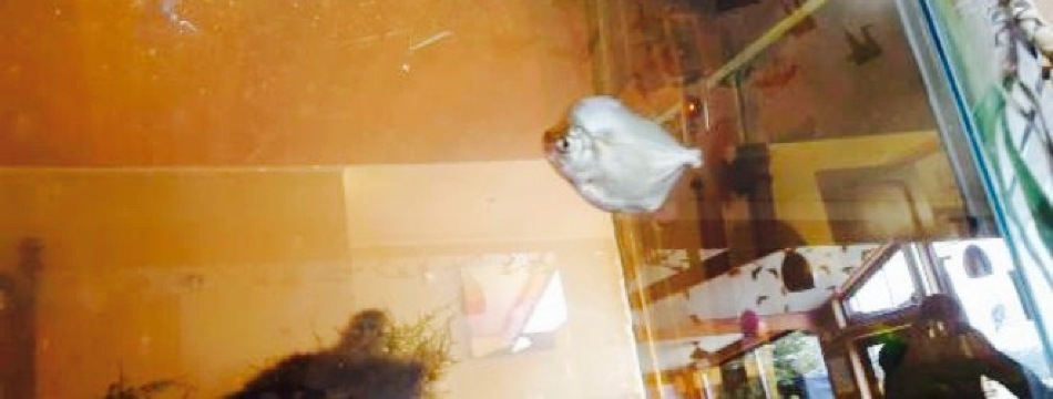 Japon Del Lago Puerto Varas餐厅图片