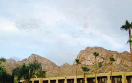 Epazote